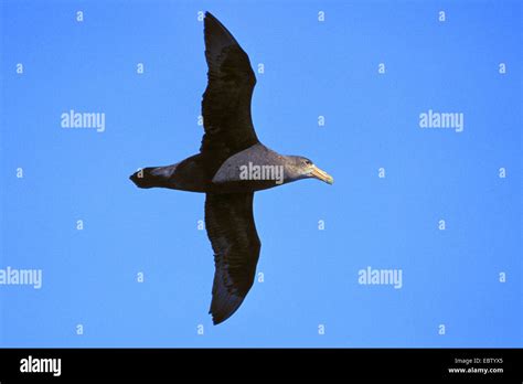 Southern Giant Petrel Giant Petrel Macronectes Giganteus Flying