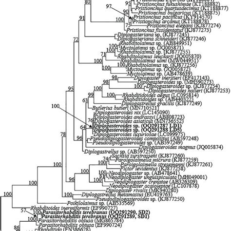 Bayesian Tree Inferred Under The Gtr I G Model From D D Expansion