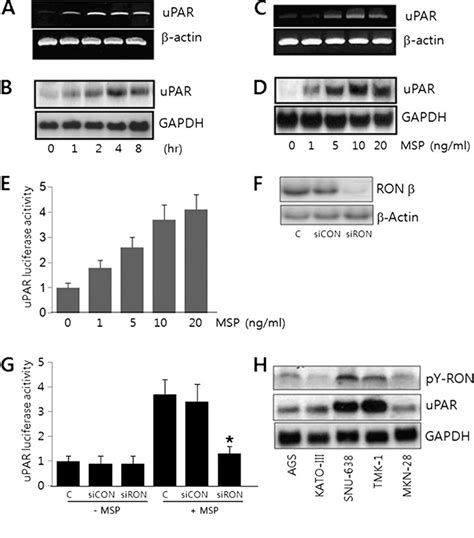 Figure From Msp Induced Ron Activation Upregulates Upar Expression