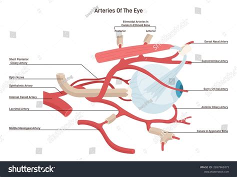 Human Eye Arteries Ophthalmic Artery Central เวกเตอร์สต็อก ปลอดค่า