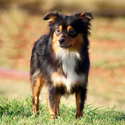Available Puppies | United States | Lane Aussies | Toy Aussie