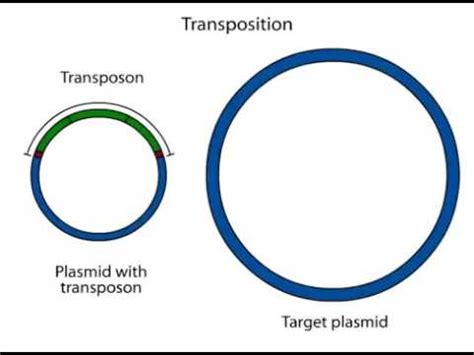 replicative transposition youtube