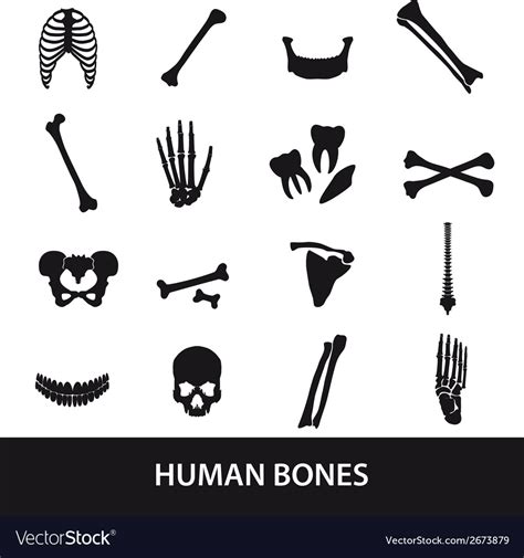 Human Bones Set Of Icons Eps10 Royalty Free Vector Image