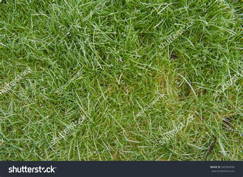 Frosty Grass Texture Stock Photo 545504299 Shutterstock