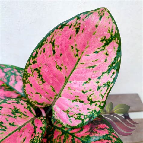 Aglaonema Pink Splash - LS Group