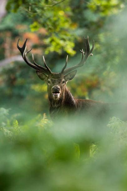 82600 Red Deer Stock Photos Pictures And Royalty Free Images Istock