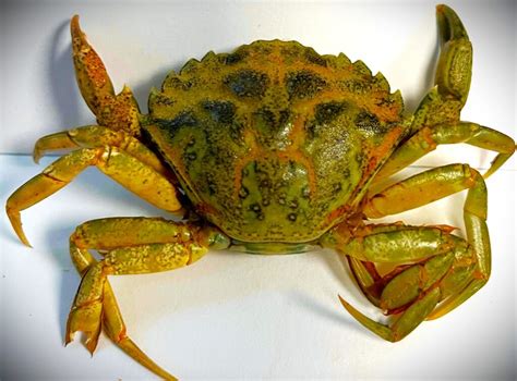 The European Green Crab An Invasive Species On Our Shores Coastal