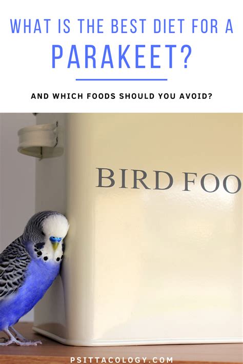 What Do Parakeets Eat? Full Parakeet Diet Guide - Psittacology