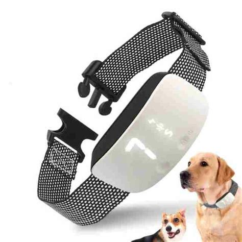 Collares de adiestramiento para perros Cuál elegir Smylepets