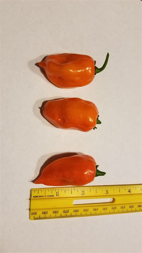 Orange Habanero Plant