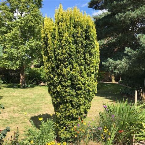 Taxus Baccata Fastigiata Aurea Golden Irish Yew Tree For Sale