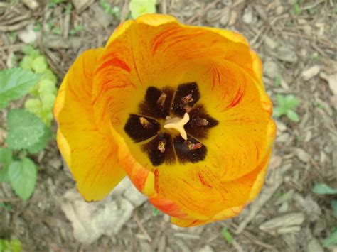 Foto Gratis Natura Giardino Flora Fiore Foglia Pianta Tulipano