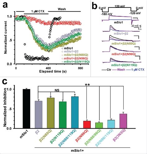 The Glycosylation Of The Extracellular Loop Of Subunits Diversifies