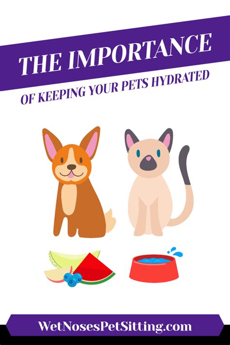 The Importance Of Keeping Your Pets Hydrated Wet Noses Pet Sitting