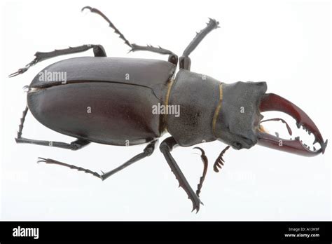 Stag beetle with antler mandibles Stock Photo - Alamy