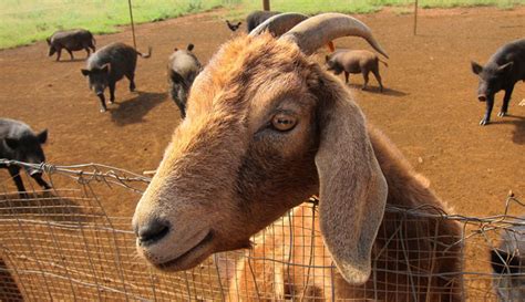 Why Pigs And Goats May Not Live Together Jaguza Farm Support