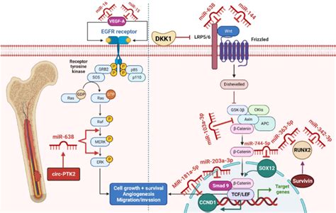 Role Of Mirna In Mm Via Targeting Wnt Catenin And Egfr Signaling