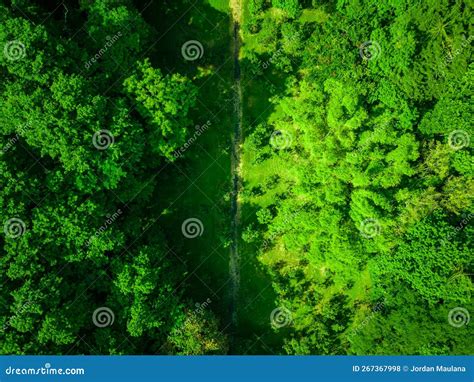 Ethereal Beauty An Aerial Perspective Of A Dense Forest S Lush Canopy