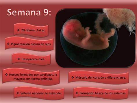 Semana 9 de embarazo histología PPT Descarga Gratuita