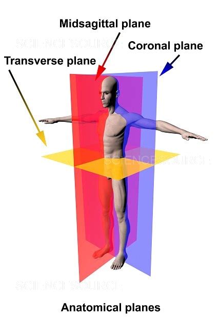 Anatomical Planes