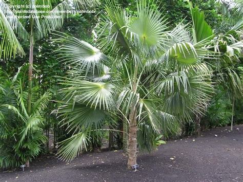 Plantfiles Pictures Silver Thatch Palm Coccothrinax Barbadensis By