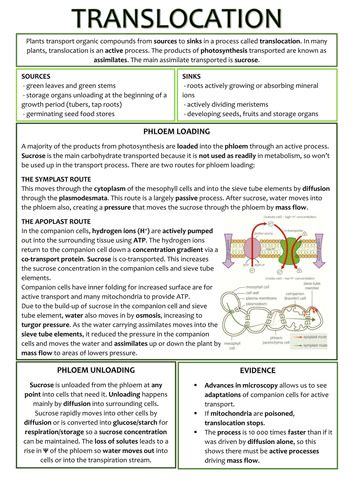 Biology As Level Ocr Revision Notes Transport In Plants Teaching