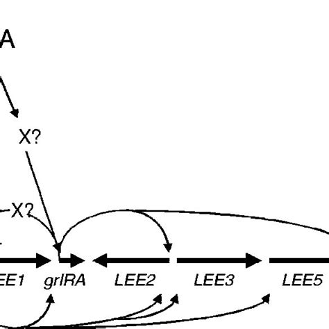 Model Of Lee Gene Regulation By Qsea Ler And Grlr Grla Qsea