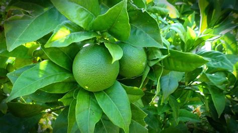 How To Grow Lime Tree Indoors The Indoor Gardens