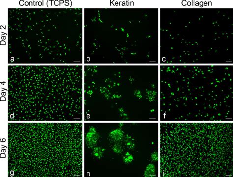 L929 Fibroblasts Morphology And Distribution For All Groups Cells Download Scientific Diagram