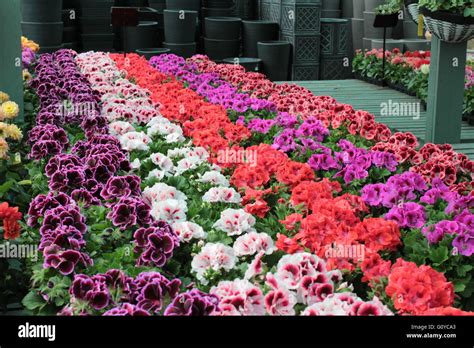 viola flowering plants violet family violaceae stock photo alamy