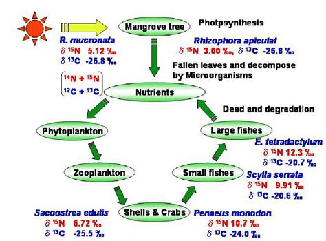 Proposed food chain (web) system at the mangrove planted sites ...