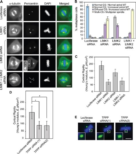 Knockdown Of Limk And Limk Affects Centrosome Integrity And Cortical