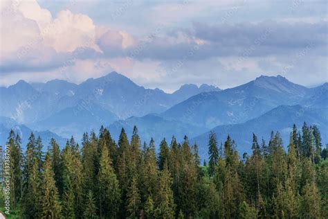 Pine tree forest Stock Photo | Adobe Stock