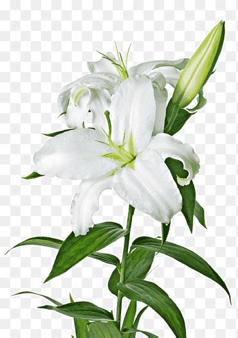 Lilium Candidum Ostern Lilie K Nstliche Blumengarten Lilien Callalily