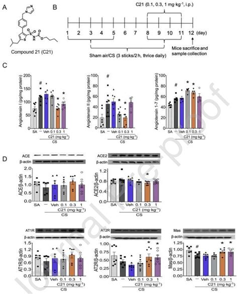 Figure From Activation Of Angiotensin Ii Type Receptor Protects