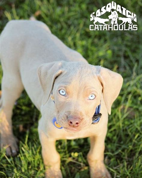 Catahoula Leopard Dog Puppy Blue Eyes