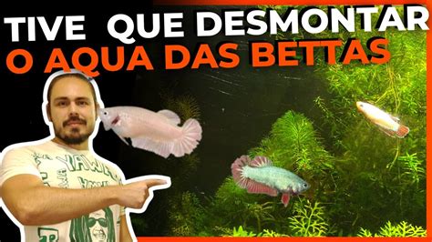 O FIM DO AQUÁRIO DAS BETTAS FÊMEAS Mr Betta YouTube