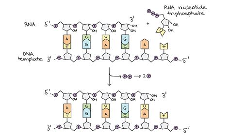 The Template For Rna Synthesis