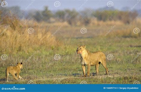 Lioness after Hunting with Cubs. Stock Photo - Image of lion, baby ...