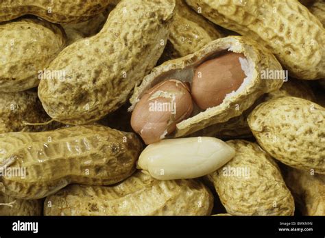 Peanut Arachis Hypogaea Peanut Shells One Split Open Revealing Two