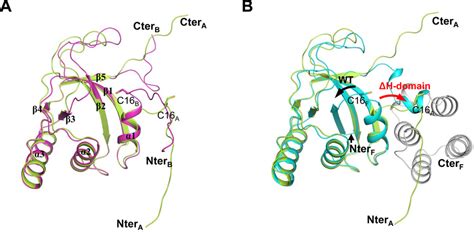 Monomer Structures Of H Domain Protein A Two Monomer Structures Of