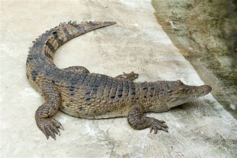 Best Philippine Crocodile Stock Photos, Pictures & Royalty-Free Images ...