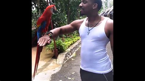 Jamaica Vlog Mystic Ridge Resort Ocho Rios Youtube