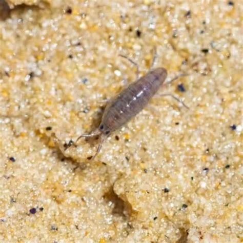 Sand Flea Bites Treatment And Prevention NM Pest Control