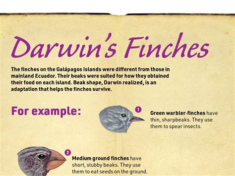 Darwins Finches Darwin Adventurer October