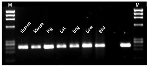 Phusion Blood Direct Pcr Kit Thermo Fisher Scientific