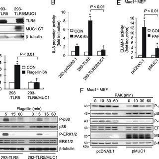 Effect Of Muc Expression On Tlr Dependent Il Promoter Activity And