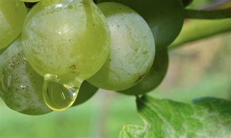 Nos Vins Coteaux De Linc