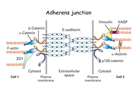 Adherens Junction Function Class 11 at Shirley Wilburn blog