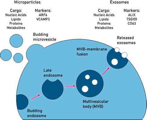 Exosomes And Extracellular Vesicles Methods And Applications Echelon